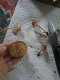 Marasmius oreades image