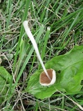 Conocybe apala image