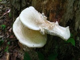 Neolentinus lepideus image