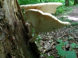 Neolentinus lepideus image