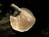 Neolentinus lepideus image
