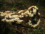 Ductifera pululahuana image