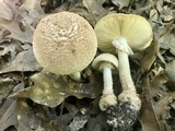 Amanita daucipes image