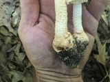 Amanita daucipes image