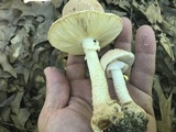Amanita daucipes image