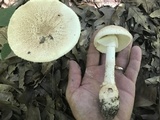 Amanita daucipes image