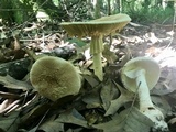 Amanita daucipes image