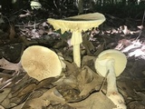 Amanita daucipes image