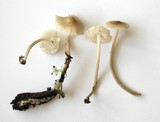 Mycena galericulata image