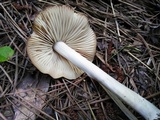 Marasmius nigrodiscus image