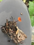 Marasmius sullivantii image