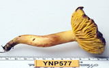 Phylloporus arenicola image