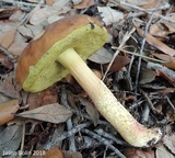 Leccinum rubropunctum image
