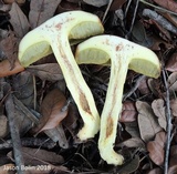 Leccinum rubropunctum image