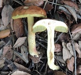 Leccinum rubropunctum image