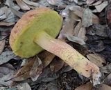 Leccinum rubropunctum image