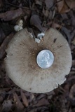 Amanita brunnescens image