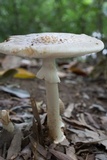 Amanita brunnescens image