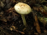 Amanita dolichopus image