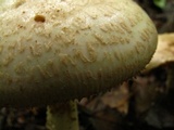 Amanita dolichopus image