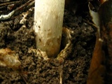 Amanita dolichopus image