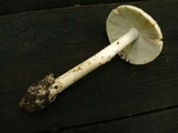 Amanita dolichopus image