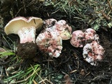 Hygrophorus purpurascens image