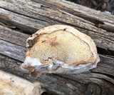 Tyromyces leucospongia image