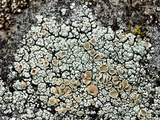 Rhizoplaca subdiscrepans image