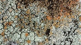 Rhizoplaca subdiscrepans image