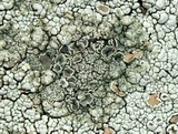 Rhizoplaca subdiscrepans image