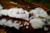 Ceratiomyxa fruticulosa var. fruticulosa image