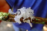 Tremella fuciformis image