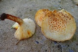 Neolentinus lepideus image