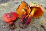 Rubroboletus dupainii image