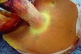 Rubroboletus dupainii image
