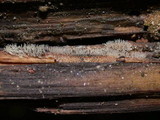 Ceratiomyxa fruticulosa var. fruticulosa image