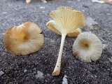Chrysomphalina strombodes image