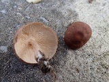 Gymnopus luxurians image