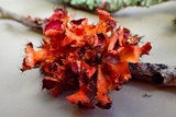Parmotrema reticulatum image