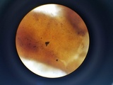 Tuber melanosporum image