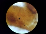Tuber melanosporum image
