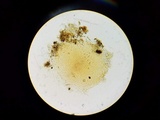 Tuber melanosporum image