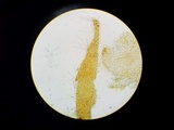 Tuber melanosporum image
