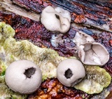 Lycoperdon pratense image