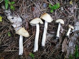 Marasmius nigrodiscus image