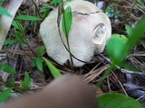 Marasmius nigrodiscus image