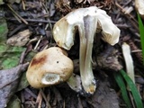 Marasmius nigrodiscus image