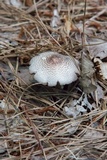 Agaricus vinosobrunneofumidus image
