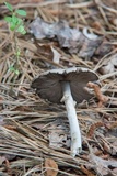 Agaricus vinosobrunneofumidus image